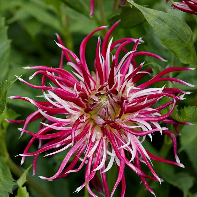 Dahlia Cactus Hollyhill Spiderwoman 1-pakning